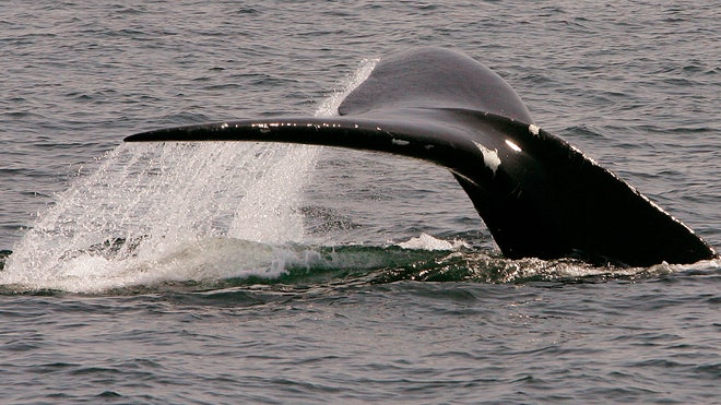 Whale Saving App_Pata.jpg